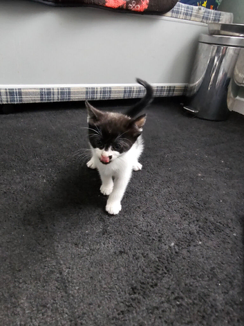 Kittens looking for loving homes.