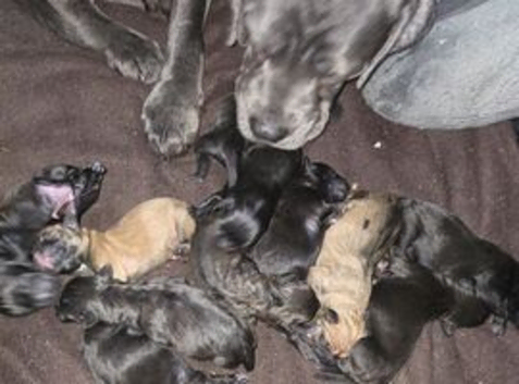 Cane corso x Patterdale