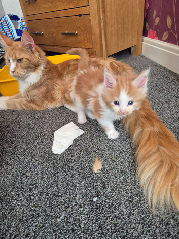 Maine coon kittens