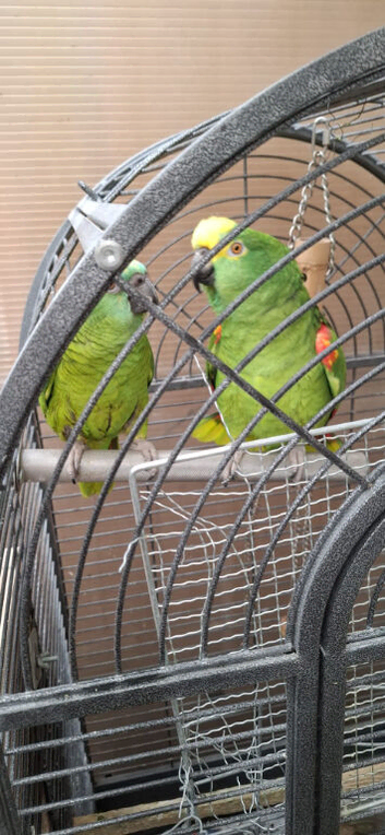 Breeding pair amazon parrot male and female
