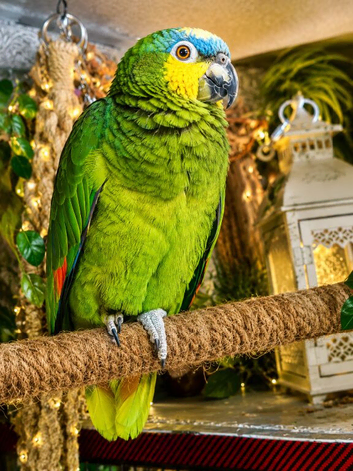 Beautiful Amazon Parrot &ndash; &pound;550