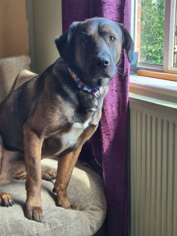 Male dog for sale