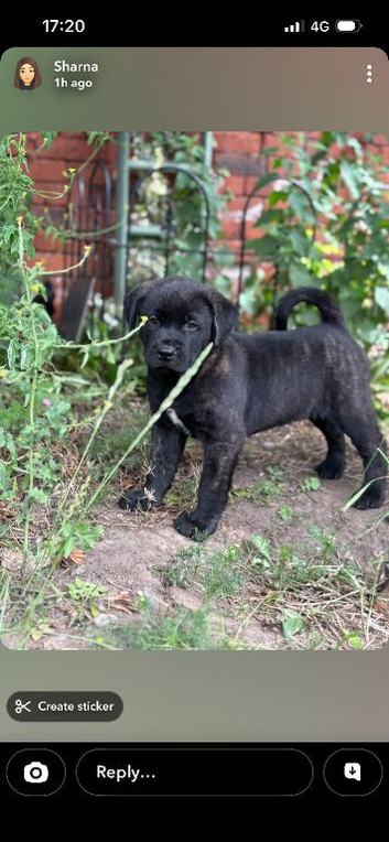 Akita x Mastiff puppies ready Now! Two left