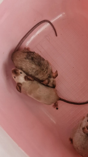 FREE Male Mice