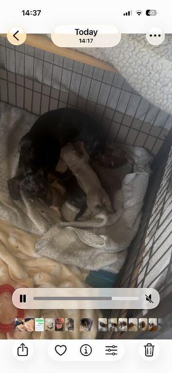 Miniature daschund pups