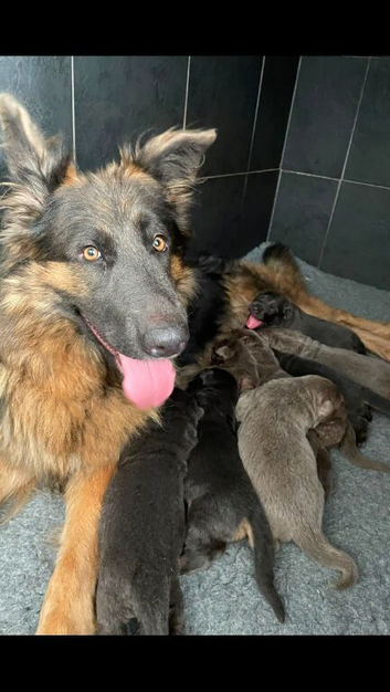 Stunning German shepherds from 5star breeder
