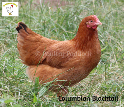 Laying Hens - Point of Lay - Lots of Colours