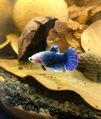Many tropical fish for sale