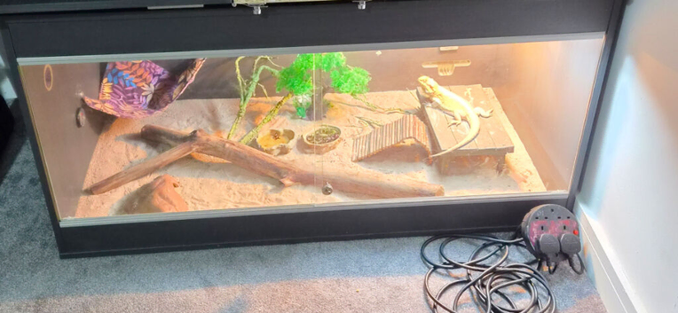 Bearded dragon