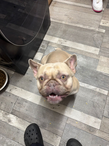 Beautiful male French bulldog