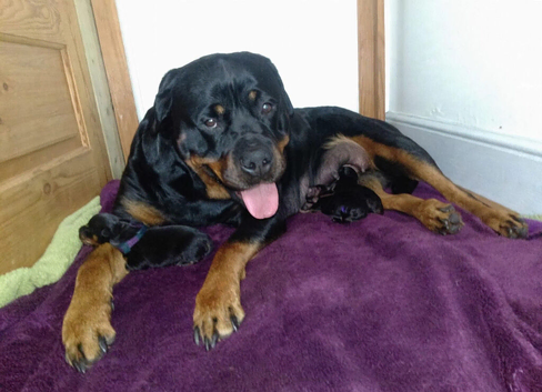 Two females ready for forever homes from the 14th of October
