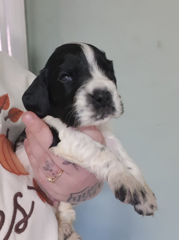 Last boy cocker spaniles