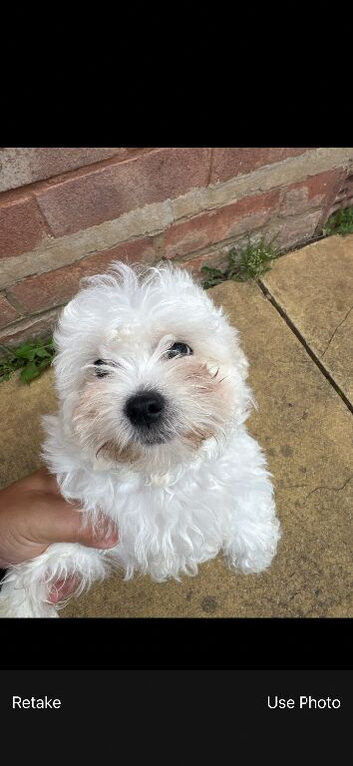 Bichon