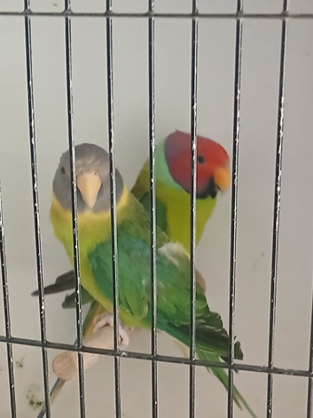 Plumhead parrots