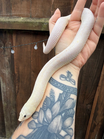 Lucistic female hognose
