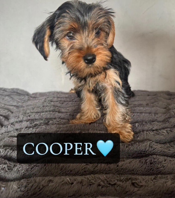 Yorkshire Terrier Puppies