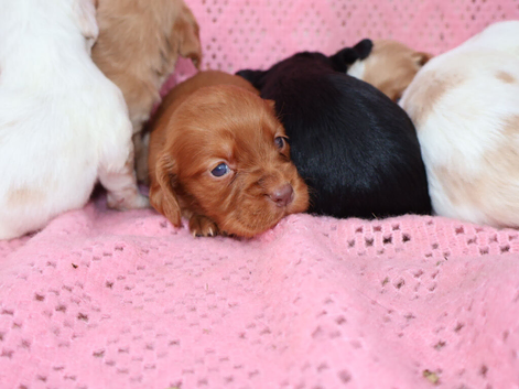 Gorgeous cocker spaniel pups