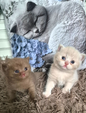 Champion Pedigree TICA Registered Kittens