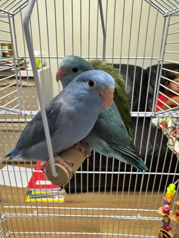 Beautiful baby parrotlets