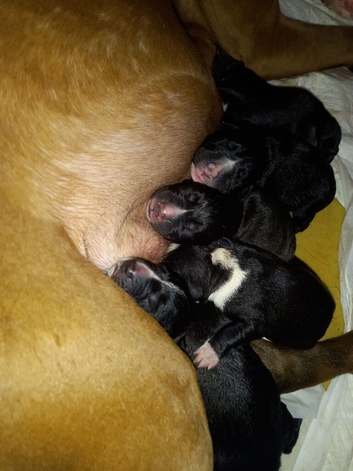 Pups ready for new home 9th july