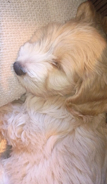 Cocker spaniel cross Chinese cresten