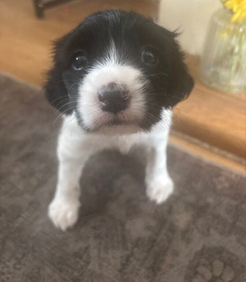 Female springer spaniel puppy
