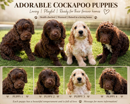 Beautiful cockapoos