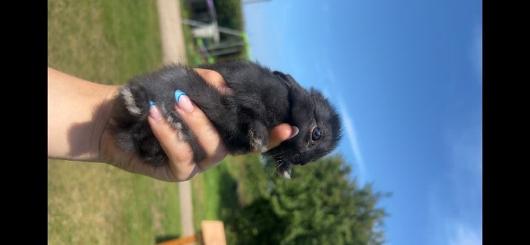 3 netherland dwarf babies for sale