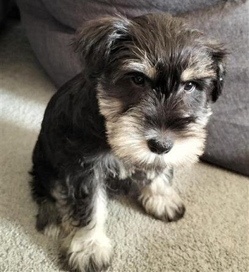 KC Miniature Schnauzer - Beautiful markings