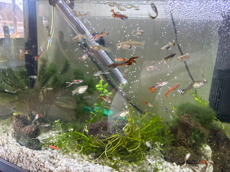 Guppies