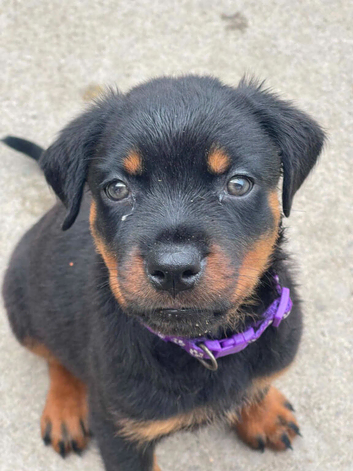 Last puppy looking for her forever home
