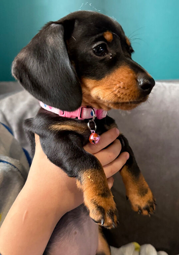 This is daisy