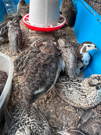 Jumbo hens