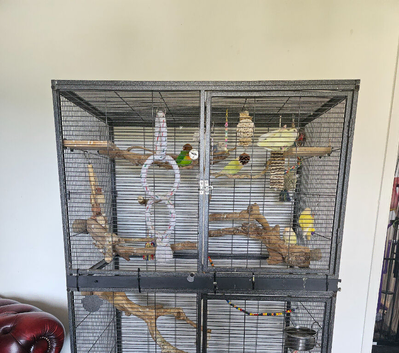 Flock of 6 lovebirds