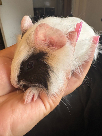 2 baby boar pigs