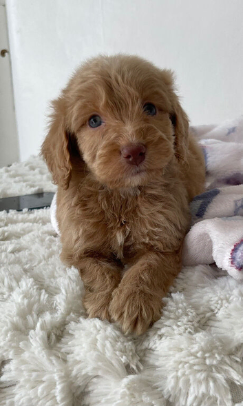 F1 cockapoo puppies
