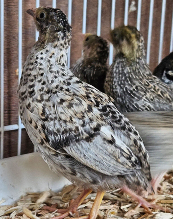 Button quail Groups of 5 for &pound;30