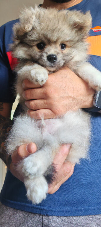 Pomeranian