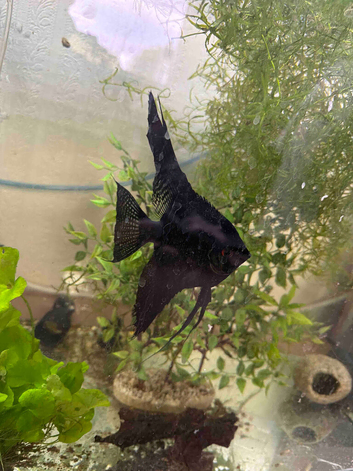 Breeding pair black lace anglefish