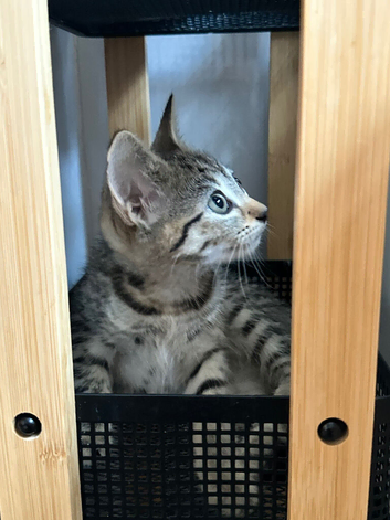 Two inseparable siblings are looking for their forever home together