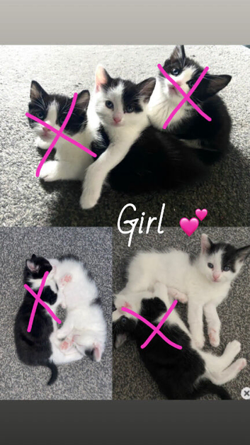 2 kittens looking for new homes