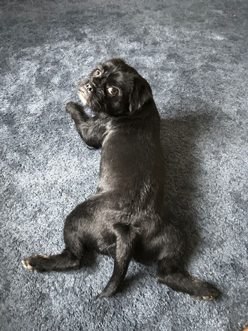 1yr old Pug x Jack Russell needs a new loving home