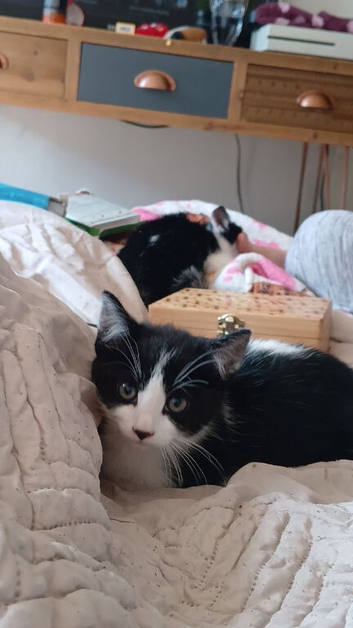 2 male kittens