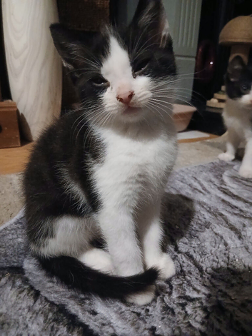 White/black male fluffy kitten