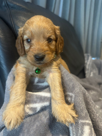 F1 cockapoo ready 16 July