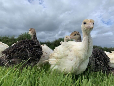 Turkeys