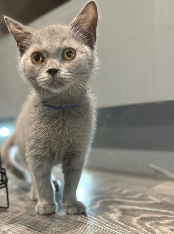 British short haired kittens