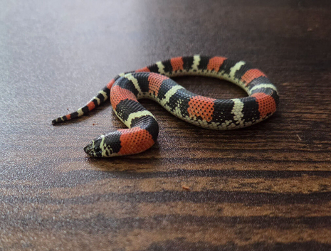 Tri Colour Hognose Snake