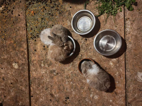 4 beautiful purebread lionheads