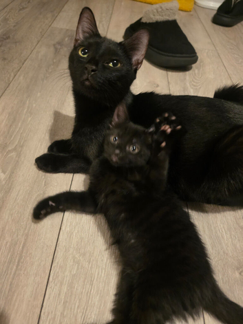 Beautiful kittens ready for forever homes